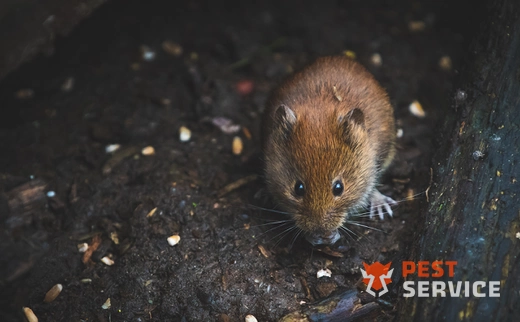 Дератизация в Одинцово